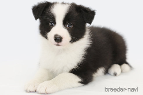 成約済の神奈川県のボーダーコリー-310793